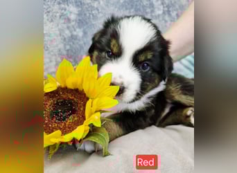 Australian Shepherd Welpen