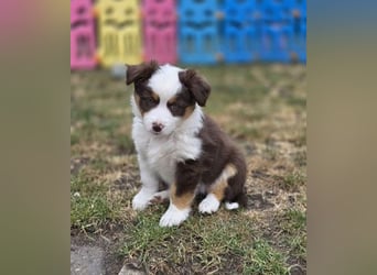 Mini Aussie Hündin / Mini American Shepherds aus Liebevoller Aufzucht
