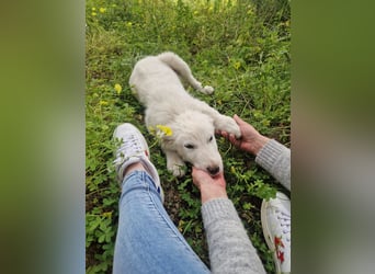 Puffo: „Und wann fahre ich nachhause?“