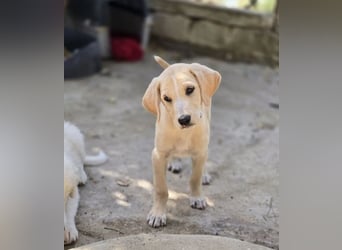 Samos sucht Traumzuhause!