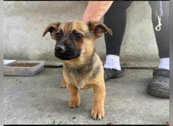 Eddie, geb. 11.12.2024, 19 cm, wünscht sich ein tolles Hundeleben