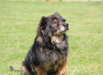 FRODO sucht ein Zuhause