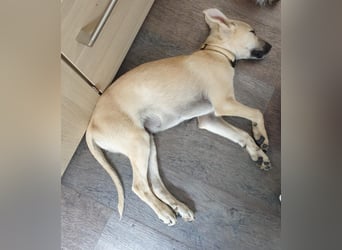 Klein Enno sucht großes Herz, PS in 04552 Borna