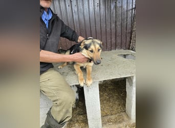 Shiva  sucht Schulter zum Anlehnen