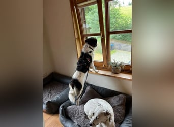 Anissa bereits auf PS in DE, sucht wundervolles Zuhause!