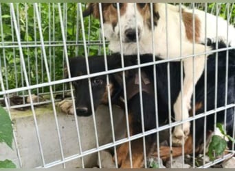 Kleine, schüchterne Vaiana = sucht Liebe und Treue