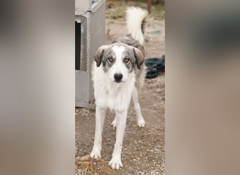 Balou, geb. ca. 05/2022, lebt in GRIECHENLAND, im städt. Tierheim Serres