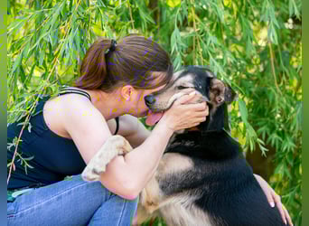 Familienhund Vorshun sucht ein Zuhause