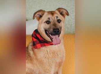 Hundemädchen Mila sucht Familie
