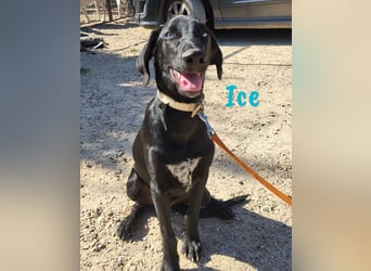Ice 03/2024 (ESP) - verschmuster, ausgeglichener und sozialer Junghund!