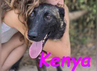 Kenya 10/2024 (ESP) - lebensfrohe und liebevolle, wunderschöne Malinois Junghündin!
