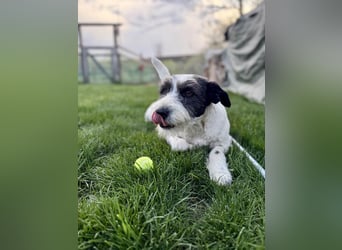 Süße Daisy sucht ihr eigenes Körbchen