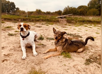 Liebevolle Hündin Ella sucht ein warmherziges Zuhause