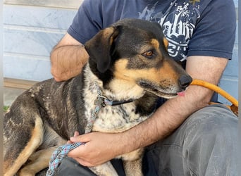 Juanita - Hündin in Spanien
