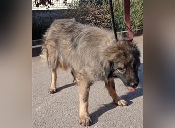 Pipi HSH Sarplaninac Mischlingshündin Mischling Hündin sucht Zuhause oder Pflegestelle