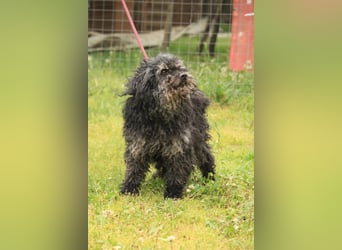 Bogáncs LM – Traumhund auf vier Pfoten sucht Herzensmenschen
