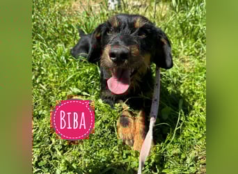 Biba eine kleine verschmuste aktive Prinzessin