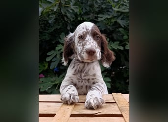 English setter Welpen (3 Rüden, 2 Hündinnen)