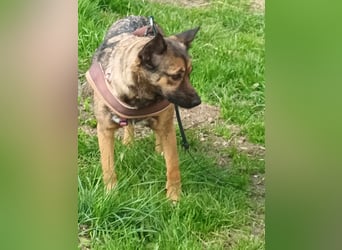 Zoey-die Anschmiegsame sucht Zuhause!