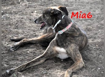 Mia6 geb. 10/2017 (ESP) - super liebe, zutrauliche und verschmuste Galga!