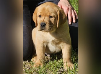 Labrador Welpen Foxred