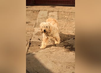 Madonna-Gesztenye PP – Sanfte Dame sucht liebevolles Zuhause