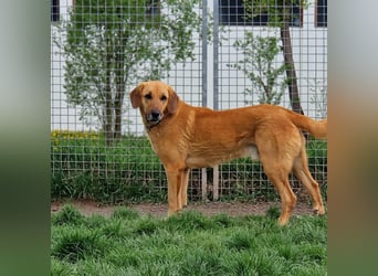 großer Herzenshund Bailey sucht noch seine Menschen