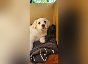 Labrador-Mischlingswelpe sucht liebevolles Zuhause