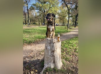 Tucker braucht ein neues Zuhause