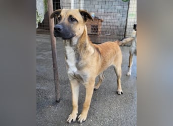 Notfellchen XAVER❤️entzückender Jungrüde auf dringender Körbchensuche!