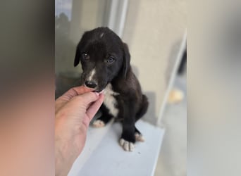 Reacher - tapferer Hundejunge