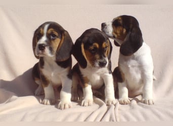 Beagle Welpen Tricolor