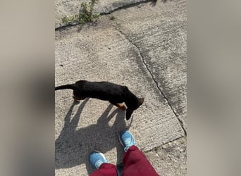 Kritzel, ein kleines Pinschermädchen, sucht ihre Menschen