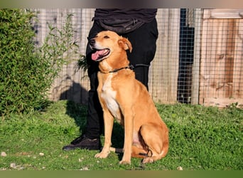 Mr John, Mix Labrador / Rafeiro Alentejano, lieb und verträglich