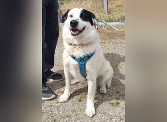 Rocky möchte eine 2.Chance für eine Familie haben