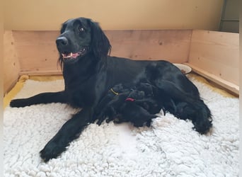 C - Wurf Flat Coated Retriever 2025