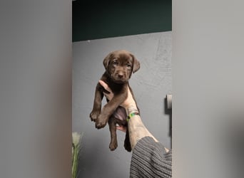 Labradorwelpen suchen ihre neue Familie