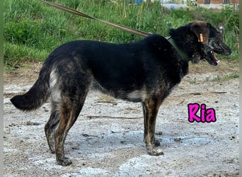 Ria geb. 07/2021 - ruhig & liebevoll, eine Hündin für die Seele!