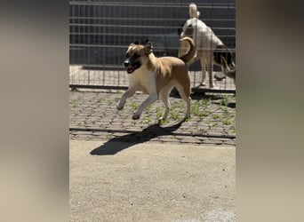 Die liebenswerte BOUNTY sucht ihr Zuhause!