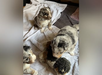 BernerSenne/ Australian Shepard