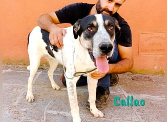Callao 01/2022 (ESP) - super sympathischer, geselliger, verträglicher und verspielter junger Rüde!