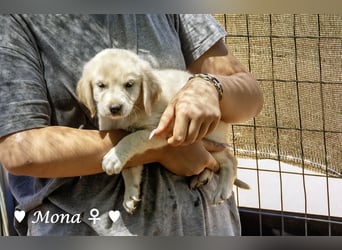 Millie, Marla, Mona und Monja (reserv.) suchen ab Mitte September ein Zuhause