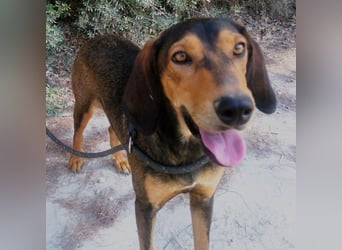 Denise geb. 06/2022 (GRC) - ausgeglichene und sanfte Griechische Jagdhhund Mix Dame!