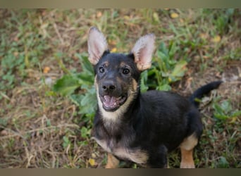 Silny: Hundekind sucht ein Zuhause