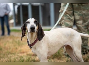 Mila - sanftes Jagdhundherz sucht sportliches Zuhause