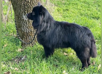 Leo, geb. 12.02.2021, 42 cm, wünscht sich ein tolles Hundeleben