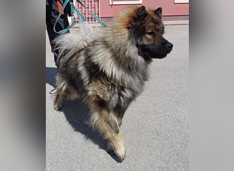 Eurasier Mischling Viking sucht Zuhause oder Pflegestelle