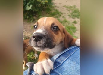 Junghündin TALIA sucht ihr Für-immer-Zuhause