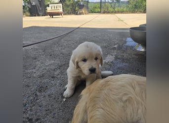 1 Golden Retriever Rüde sucht..