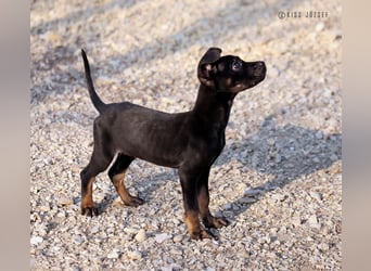 Leila, ein bezauberndes zartes Hundekind !